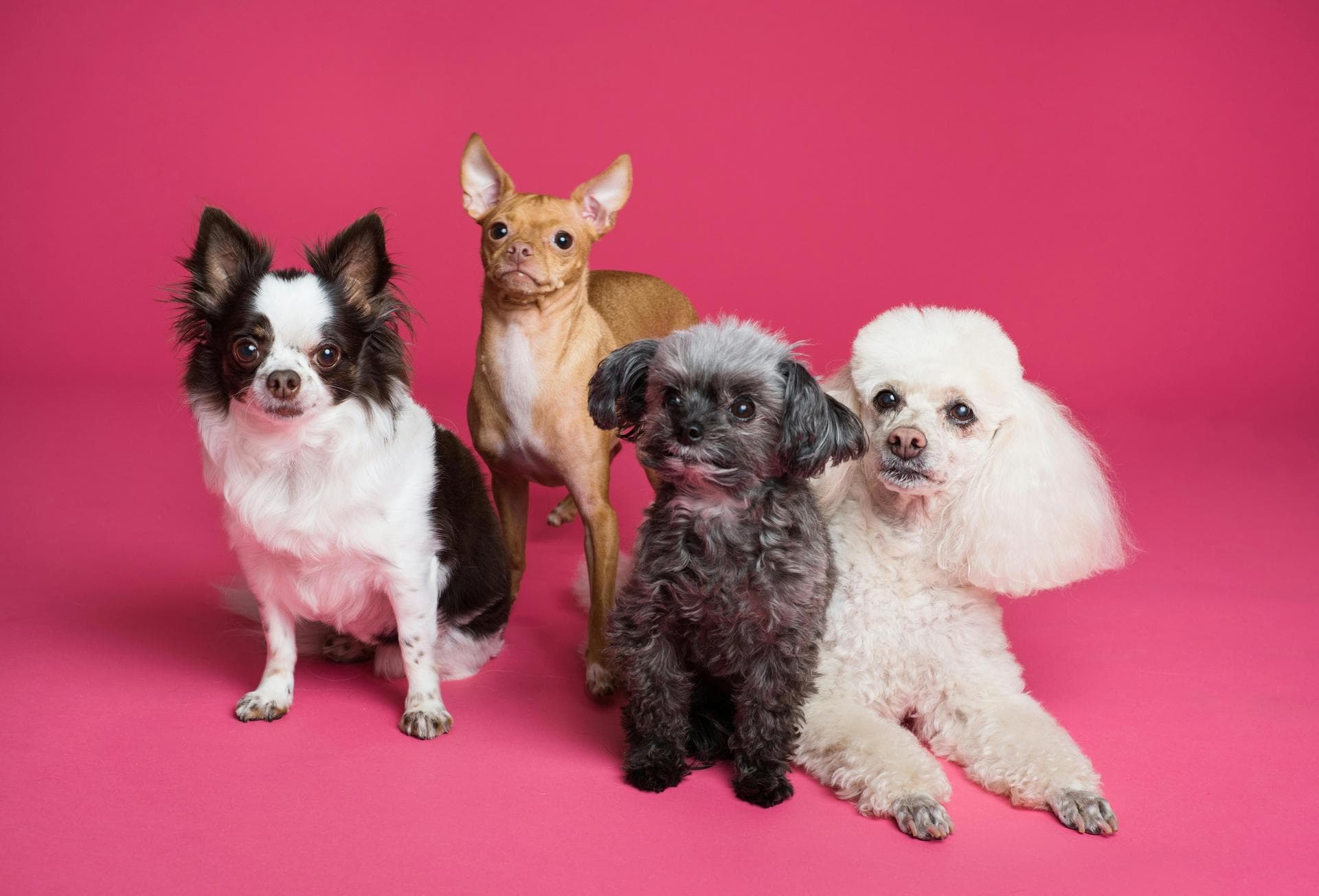 Dog & Cat Vets in Manchester